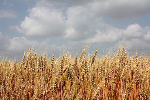 Cimarron, Kansas Land Auction - 310 Acres Offered in 7 Tracts